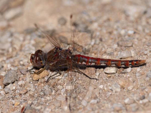 <h3><a href="/trips/Tucson_2023/biota/animalia/arthropoda/insecta/003 odonata/040 anisoptera libellulidae/sympetrum corruptum/sympetrum corruptum-nl.html">Sympetrum&nbsp;corruptum</a> / Variegated&nbsp;meadowhawk / </h3>OM-1 met OLYMPUS M.300mm F4.0, 1/4000 sec  bij F4.0, ISO 200, afstand 1.76&nbsp;m